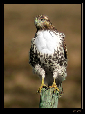 Photo (3): Red-tailed Hawk