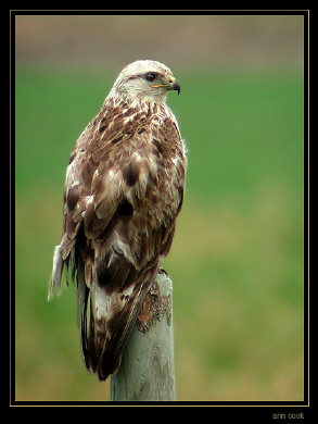 Photo (1): Rough-legged Hawk
