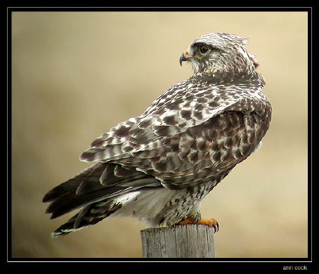 Photo (2): Rough-legged Hawk