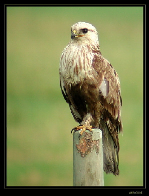 Photo (3): Rough-legged Hawk