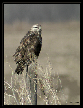Photo (6): Rough-legged Hawk