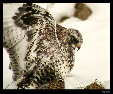 Photo (8): Rough-legged Hawk