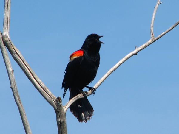 Photo (7): Red-winged Blackbird