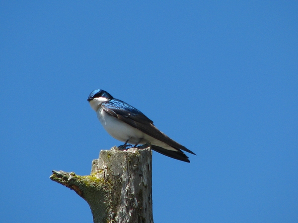 Photo (14): Tree Swallow