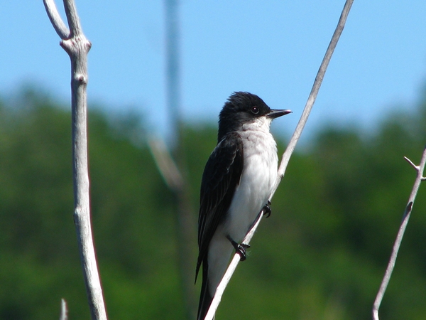 Photo (14): Eastern Kingbird
