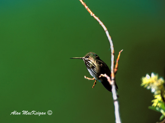 Photo (5): Calliope Hummingbird
