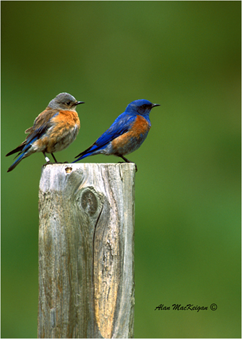 Photo (7): Western Bluebird