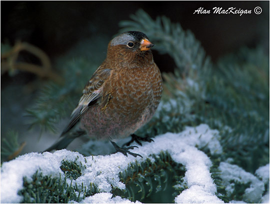Photo (1): Gray-crowned Rosy-Finch