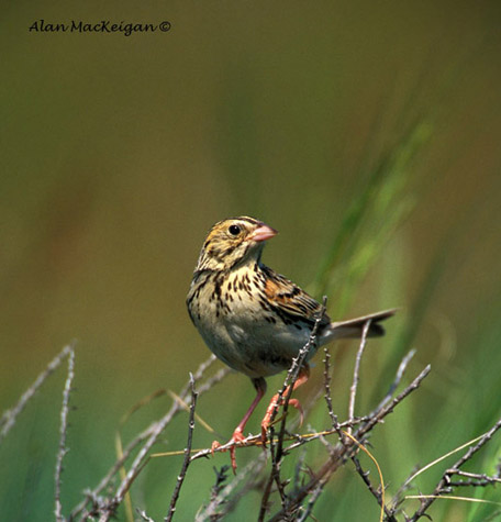 Photo (2): Baird's Sparrow