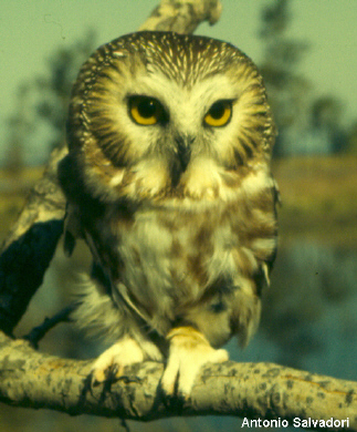 Photo (8): Northern Saw-whet Owl