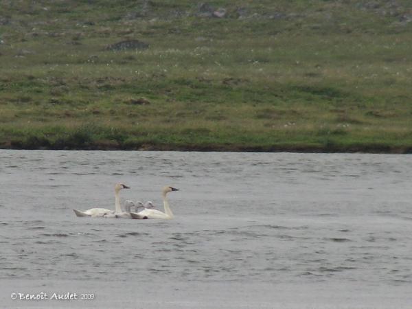 Photo (5): Tundra Swan