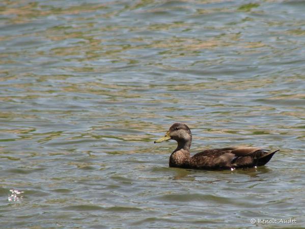 Photo (2): American Black Duck
