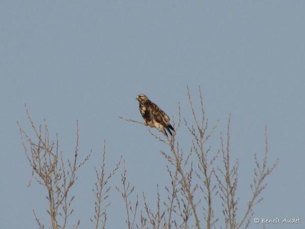 Photo (9): Rough-legged Hawk