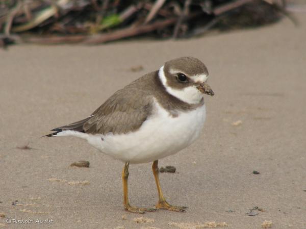 Photo (18): Semipalmated Plover