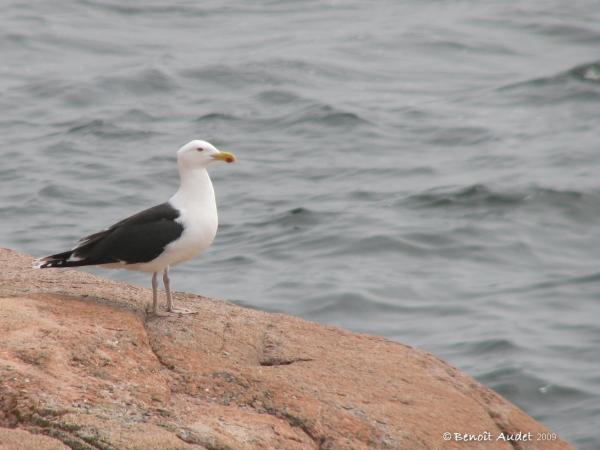 Photo (8): Great Black-backed Gull