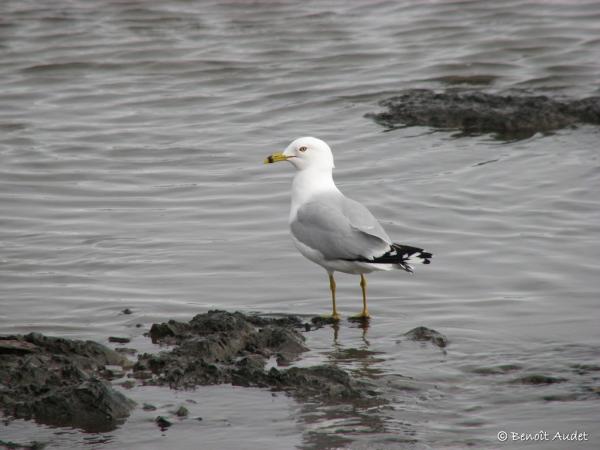 Photo (3): Ring-billed Gull
