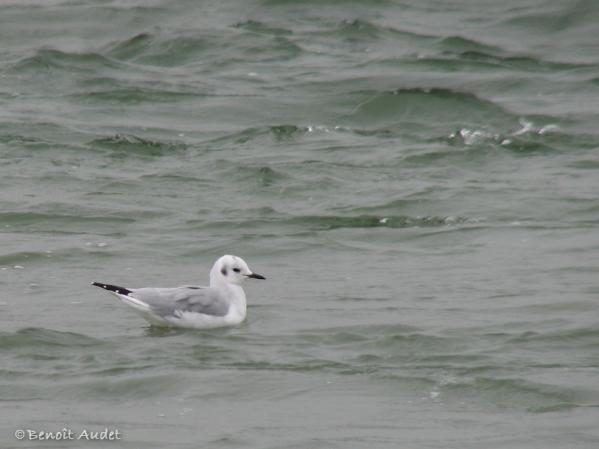 Photo (16): Bonaparte's Gull