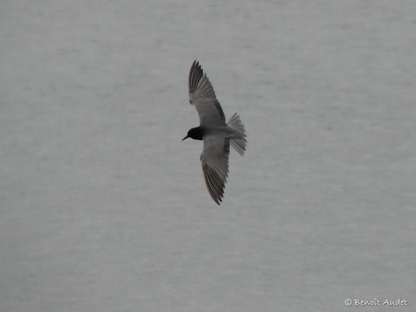Photo (4): Black Tern