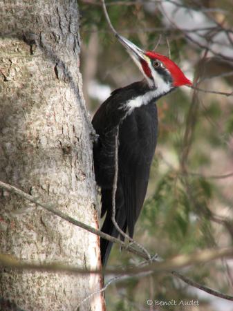 Photo (1): Pileated Woodpecker