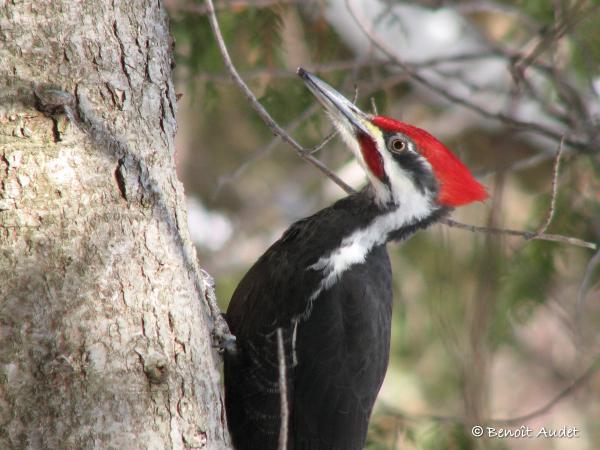 Photo (7): Pileated Woodpecker