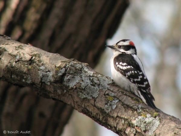 Photo (10): Downy Woodpecker