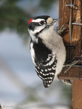 Photo (5): Downy Woodpecker