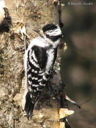 Photo (11): Downy Woodpecker