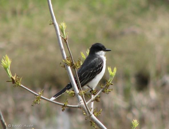 Photo (12): Eastern Kingbird