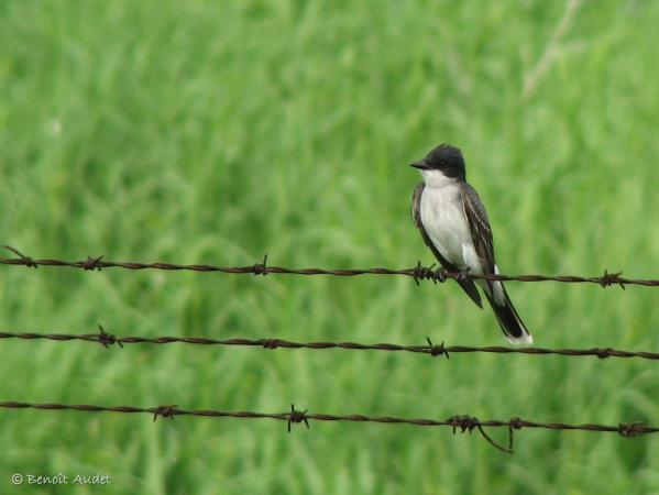 Photo (13): Eastern Kingbird