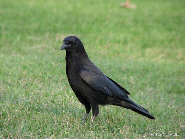 Photo (2): American Crow