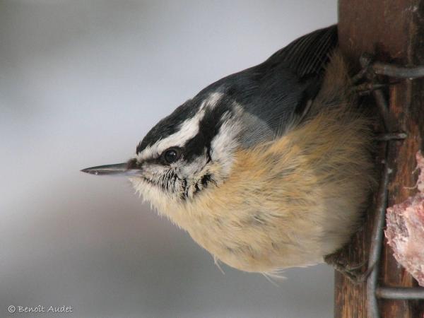 Photo (1): Red-breasted Nuthatch