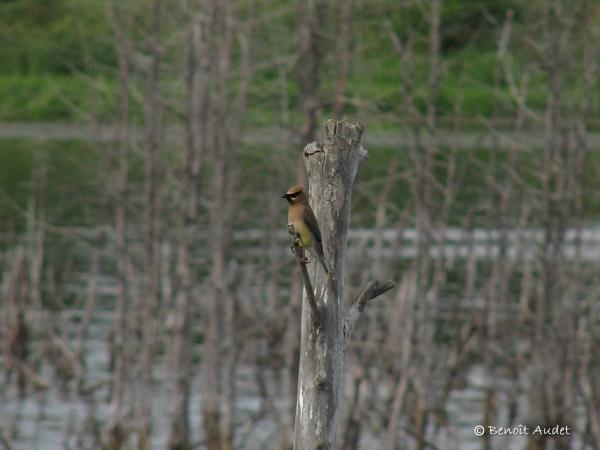 Photo (18): Cedar Waxwing