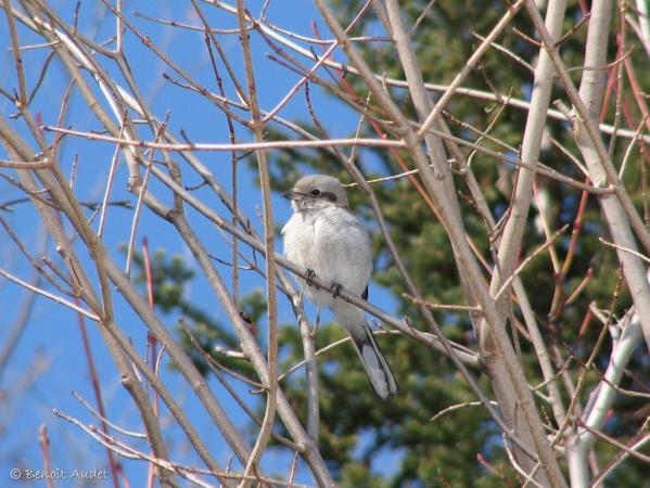 Photo (2): Northern Shrike
