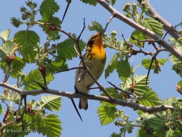 Photo (12): Blackburnian Warbler
