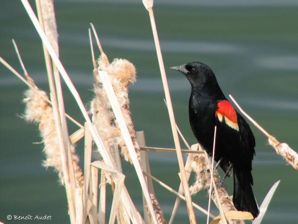 Photo (1): Red-winged Blackbird