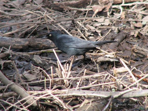 Photo (3): Rusty Blackbird