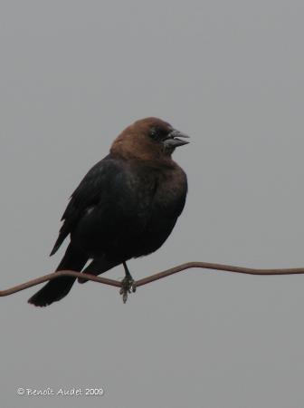 Photo (14): Brown-headed Cowbird