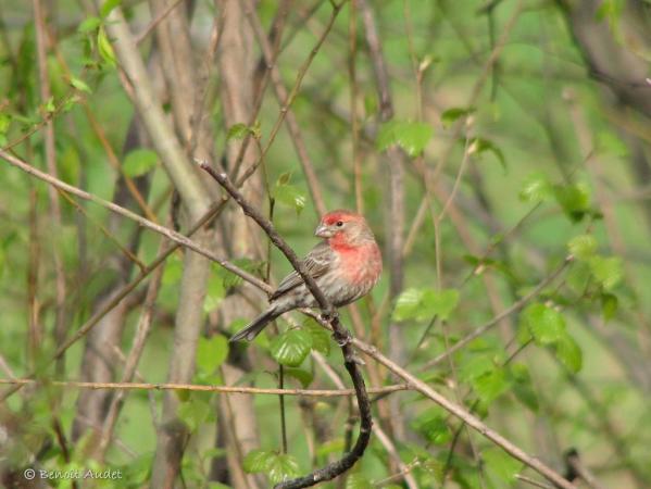 Photo (12): House Finch