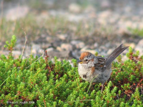 Photo (5): American Tree Sparrow