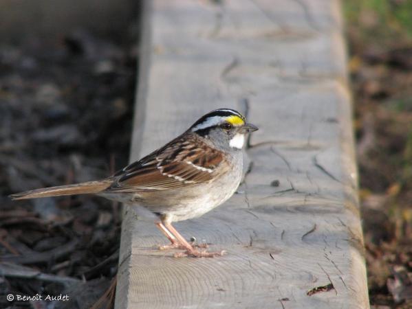 Photo (14): White-throated Sparrow