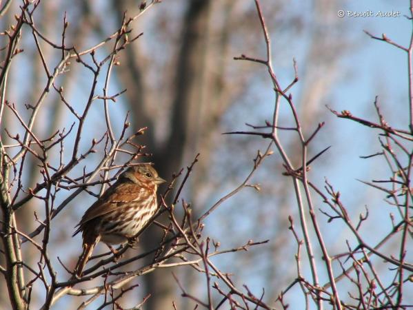 Photo (16): Fox Sparrow