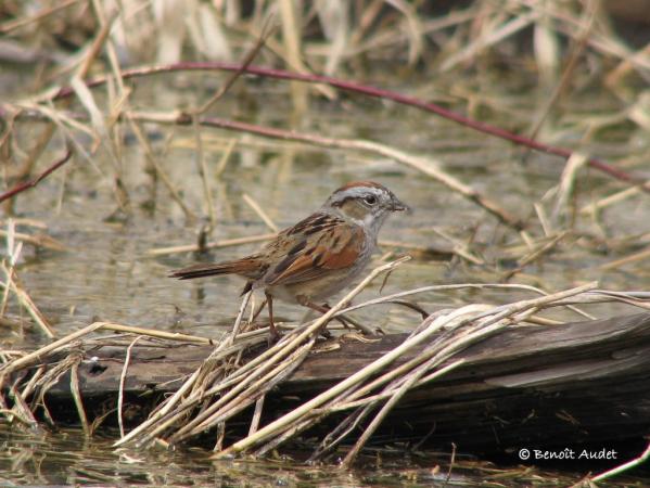 Photo (5): Swamp Sparrow