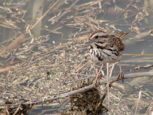 Photo (10): Song Sparrow