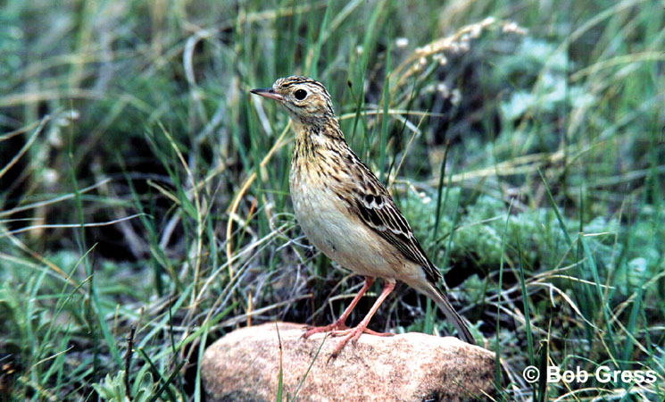 Photo (1): Sprague's Pipit