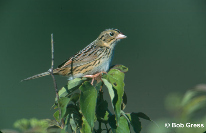 Photo (3): Henslow's Sparrow