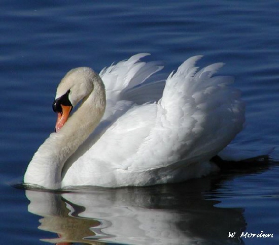 Photo (1): Mute Swan
