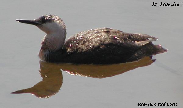 Photo (8): Red-throated Loon