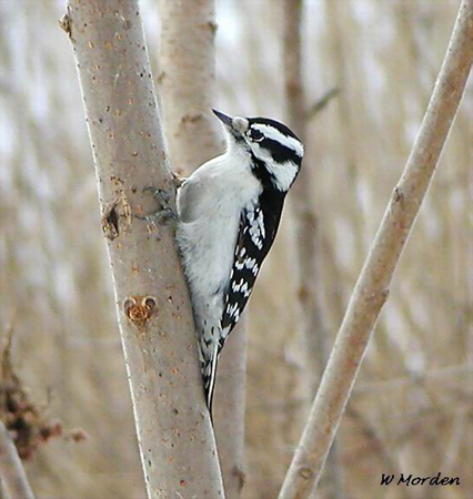 Photo (4): Downy Woodpecker