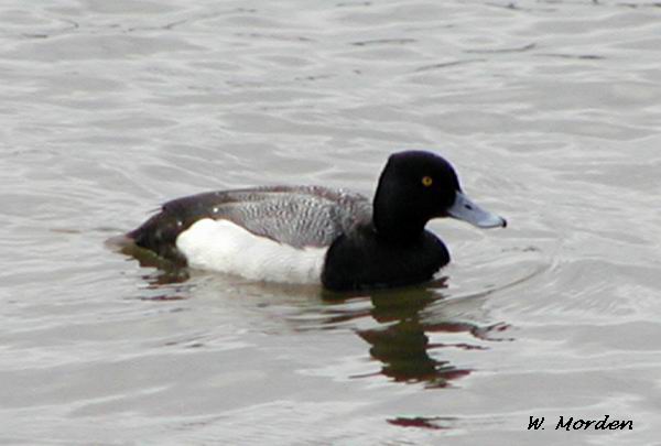 Photo (10): Greater Scaup