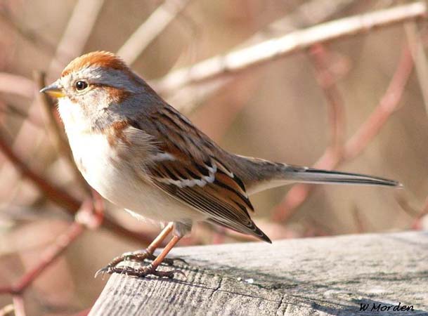 Photo (2): American Tree Sparrow